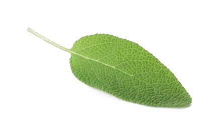 Photo of One fresh green sage leaf isolated on white, top view