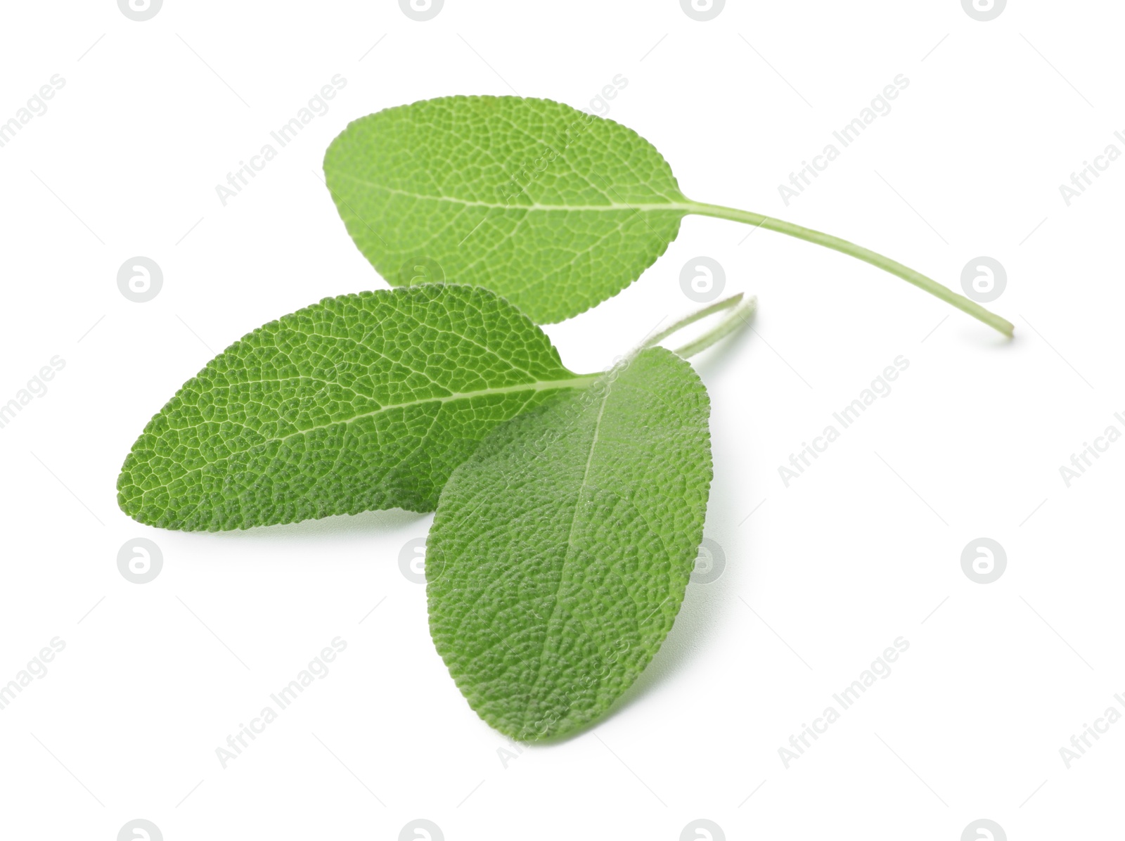 Photo of Fresh green sage leaves isolated on white