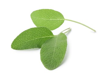 Photo of Fresh green sage leaves isolated on white