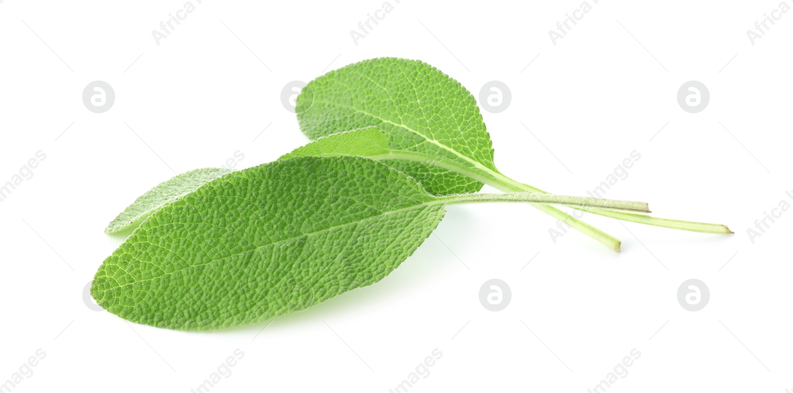 Photo of Fresh green sage leaves isolated on white