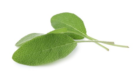 Photo of Fresh green sage leaves isolated on white