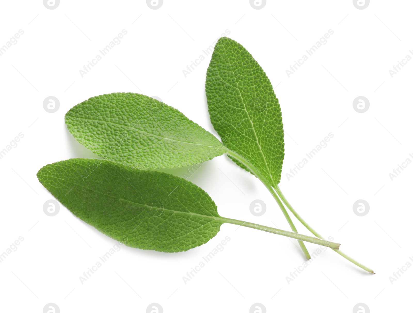 Photo of Fresh green sage leaves isolated on white, top view