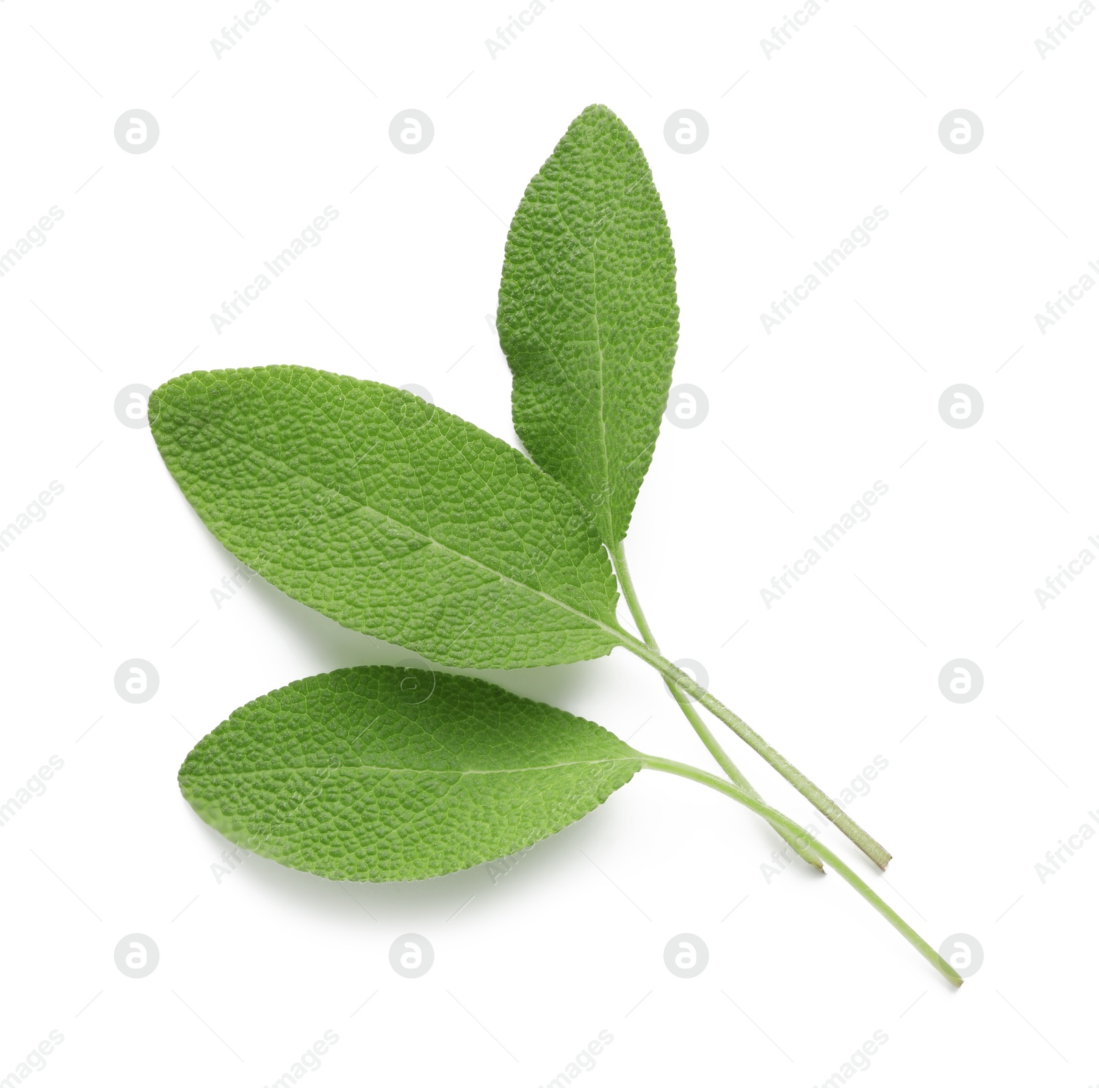 Photo of Fresh green sage leaves isolated on white, top view