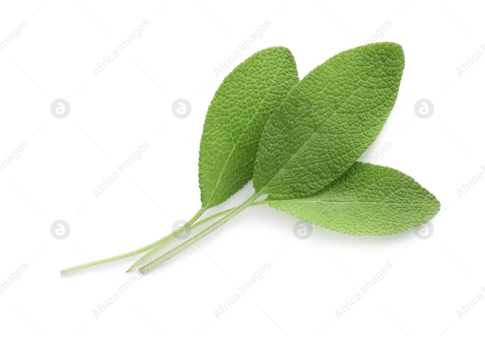 Photo of Fresh green sage leaves isolated on white, top view