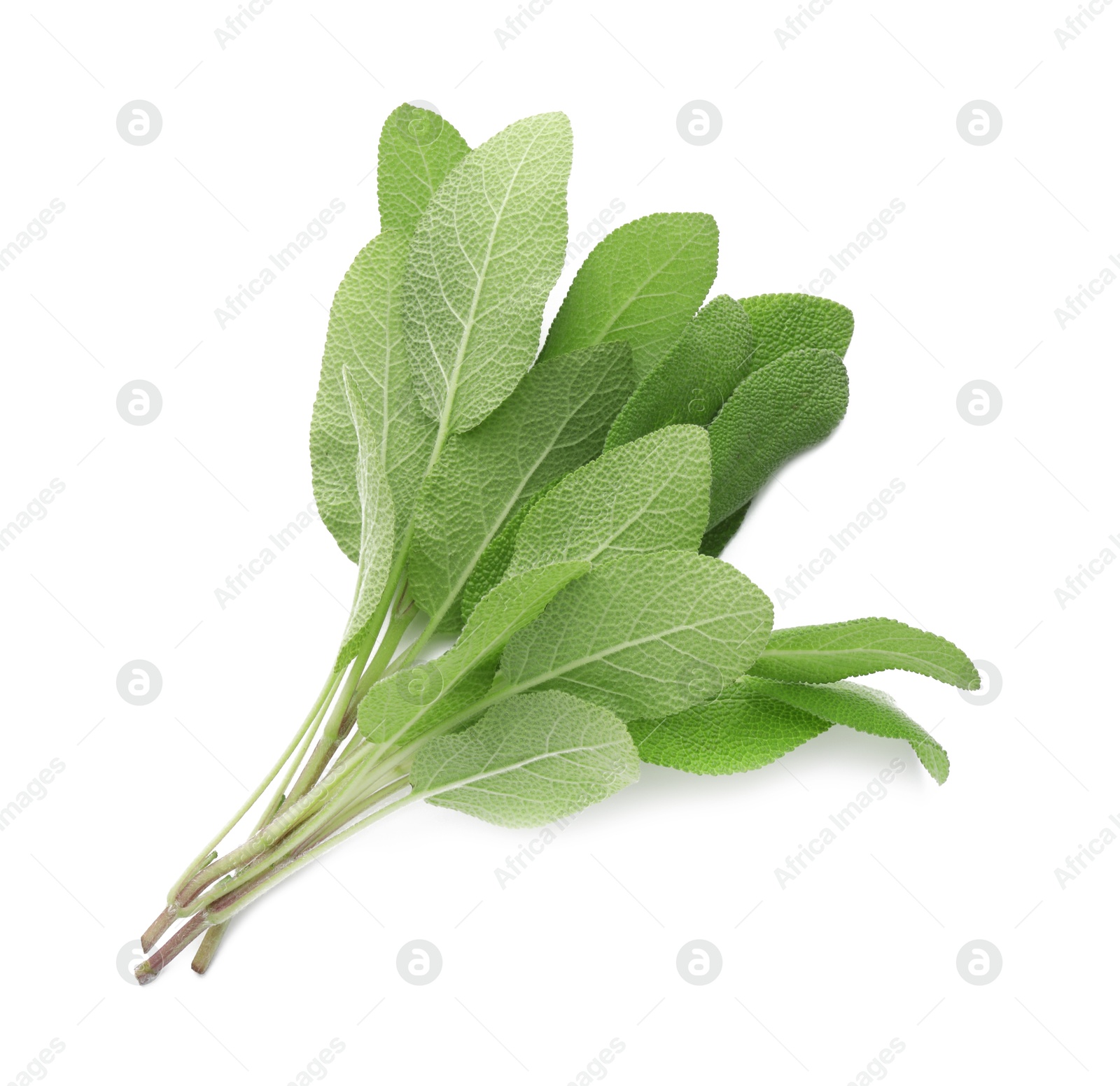 Photo of Branches with green sage leaves isolated on white, top view