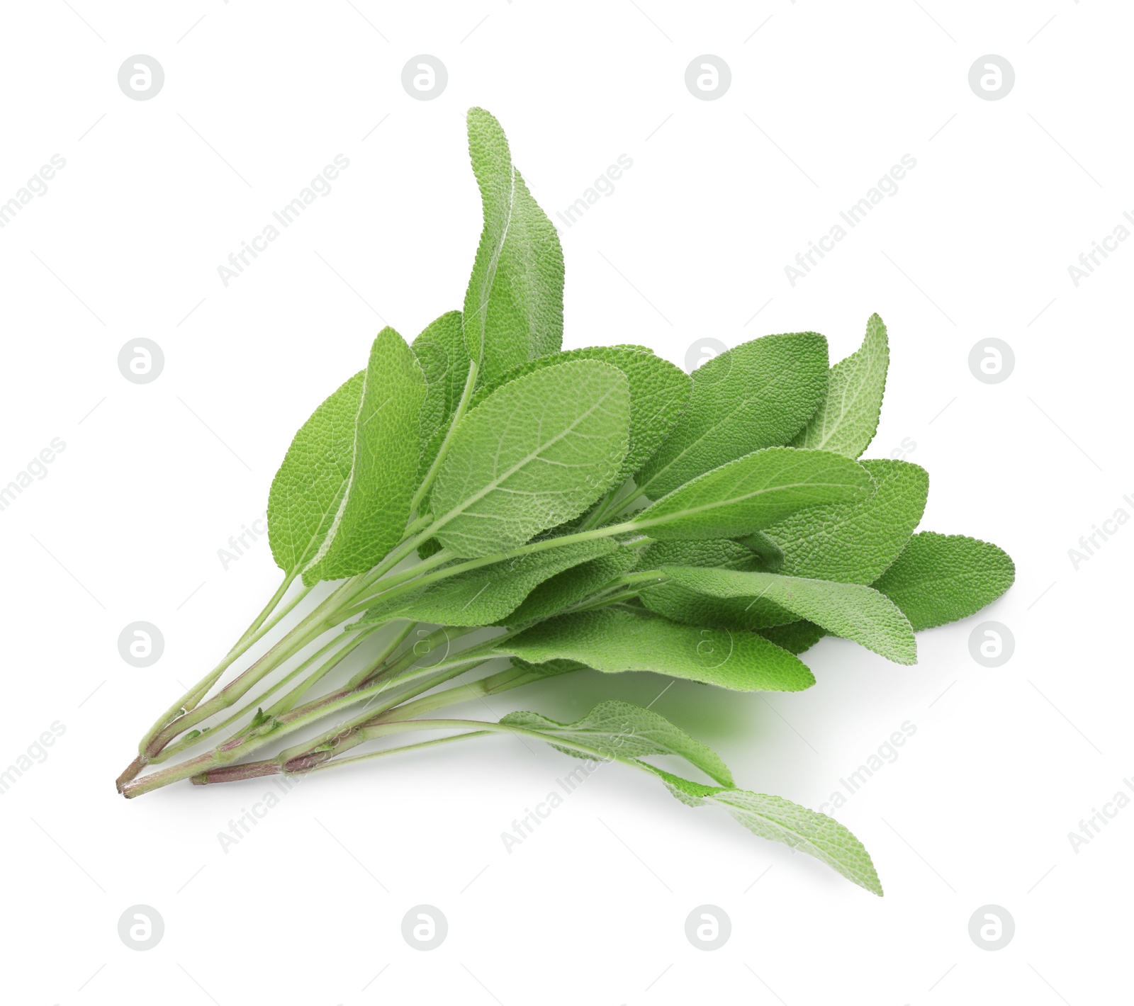 Photo of Branches with green sage leaves isolated on white, top view