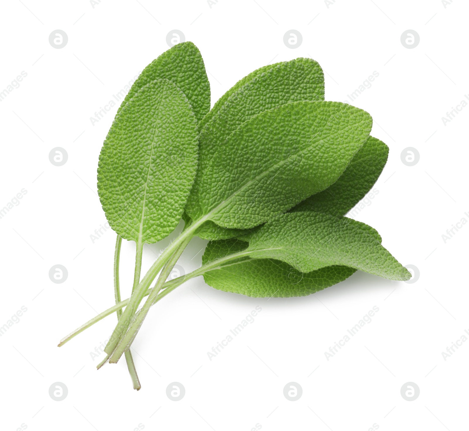 Photo of Fresh green sage leaves isolated on white, top view