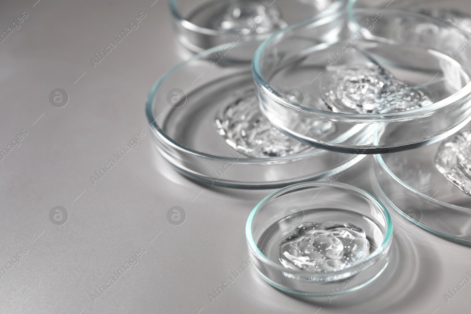 Photo of Petri dishes with samples on grey background, closeup. Space for text