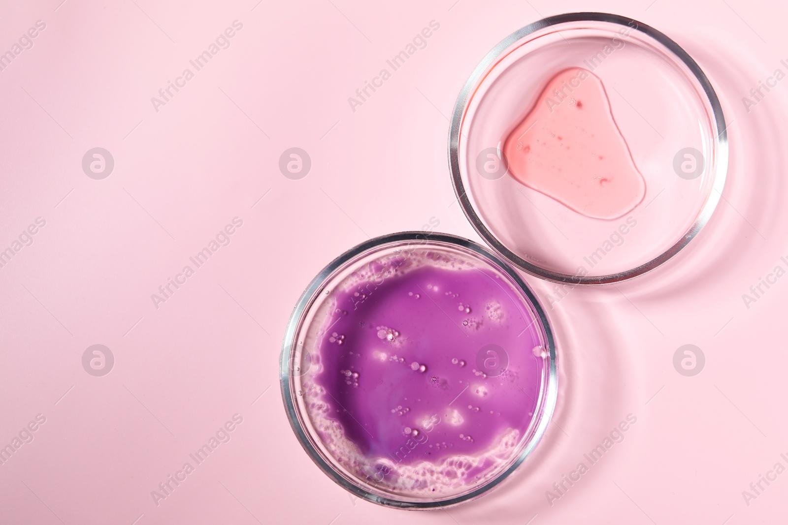 Photo of Petri dishes with samples on pink background, top view. Space for text