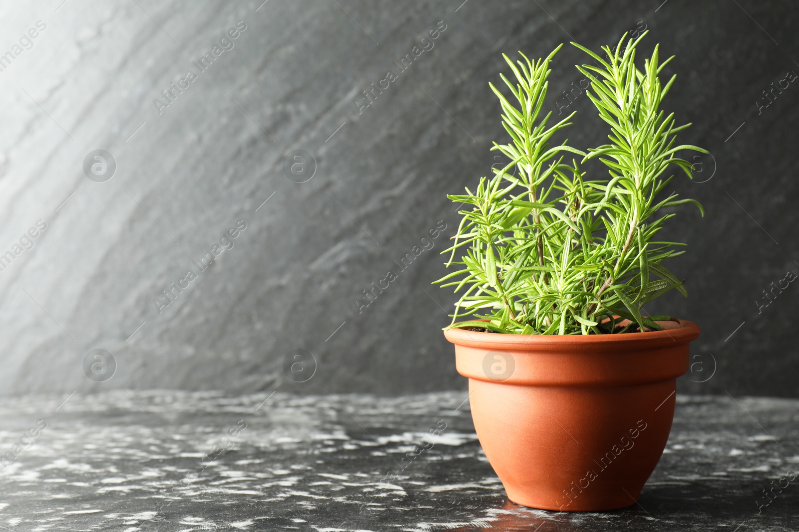 Photo of Rosemary plant growing in pot on dark textured table, space for text. Aromatic herb