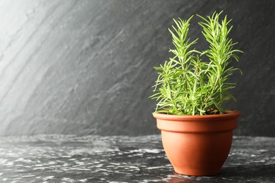 Photo of Rosemary plant growing in pot on dark textured table, space for text. Aromatic herb