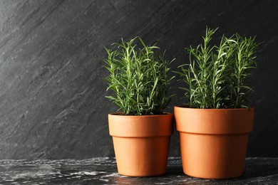 Photo of Rosemary plants growing in pots on dark textured table. Aromatic herb