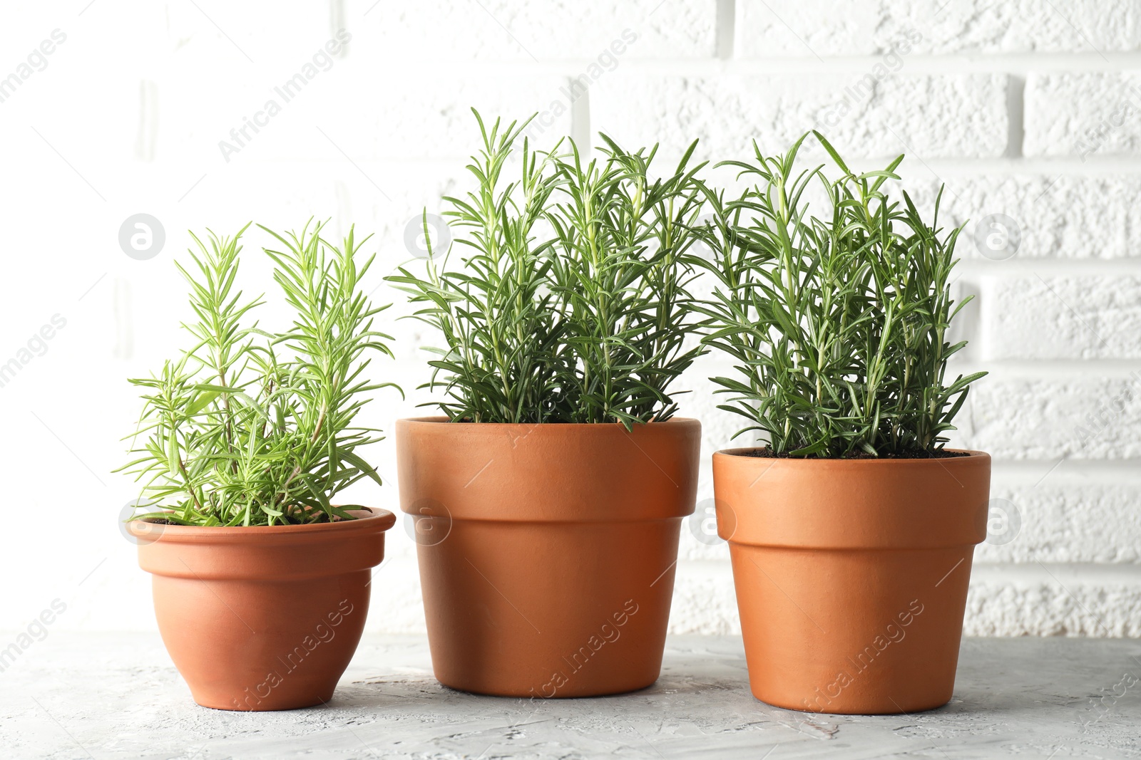 Photo of Rosemary plants growing in pots on grey textured table. Aromatic herb