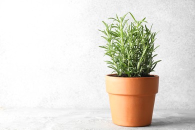 Photo of Rosemary plant growing in pot on grey textured table, space for text. Aromatic herb