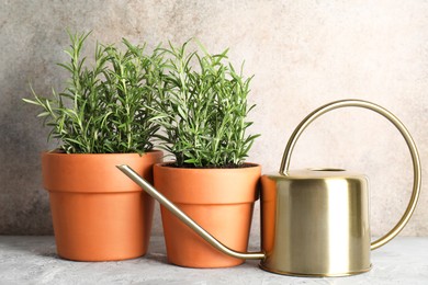 Photo of Rosemary plants growing in pots and watering can on grey textured table. Aromatic herb