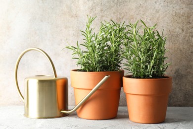 Photo of Rosemary plants growing in pots and watering can on grey textured table. Aromatic herb