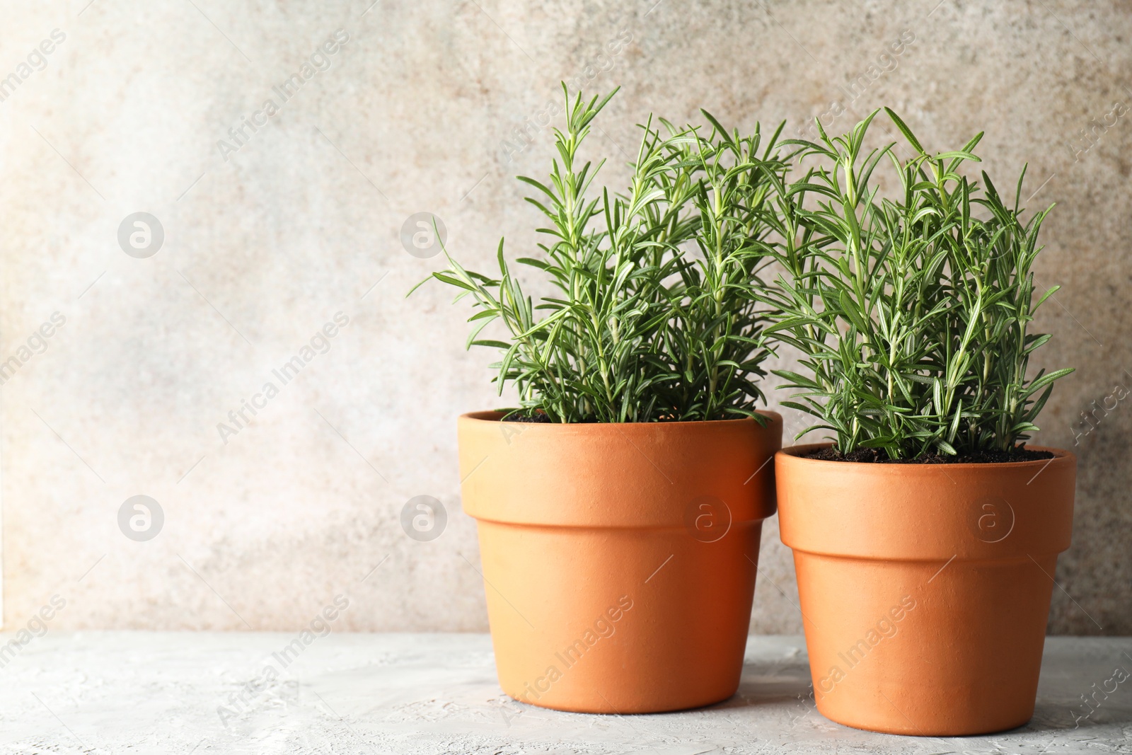 Photo of Rosemary plants growing in pots on grey textured table, space for text. Aromatic herb