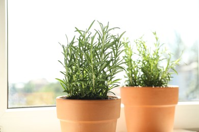 Photo of Rosemary plants growing in pots near window, closeup. Aromatic herb