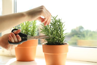 Photo of Woman cutting potted rosemary at windowsill, closeup. Aromatic herb