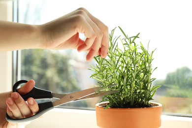 Photo of Woman cutting potted rosemary near window, closeup. Aromatic herb