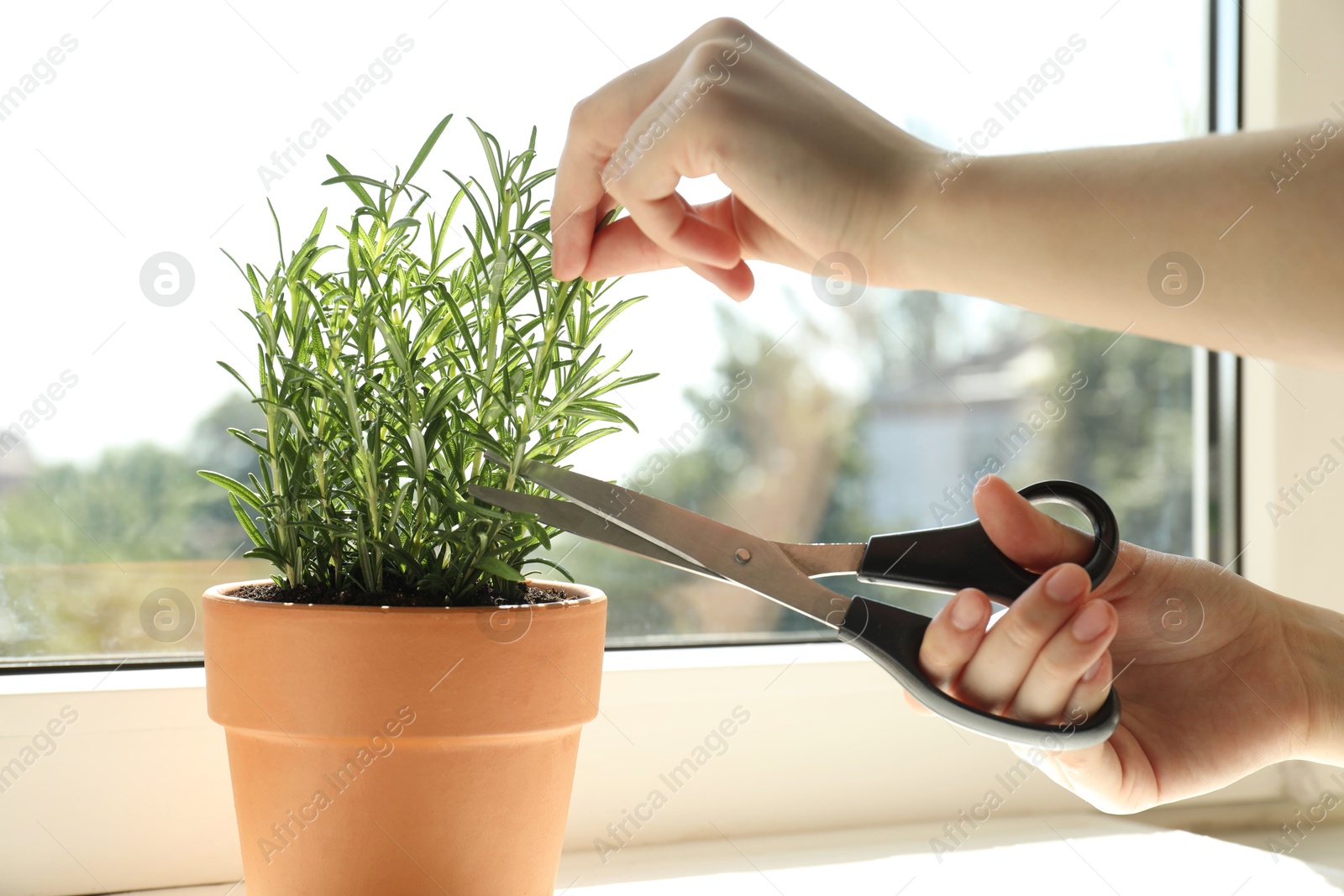 Photo of Woman cutting potted rosemary at windowsill, closeup. Aromatic herb