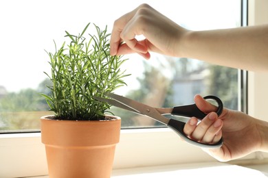 Photo of Woman cutting potted rosemary at windowsill, closeup. Aromatic herb