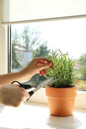 Photo of Woman cutting potted rosemary at windowsill, closeup. Aromatic herb