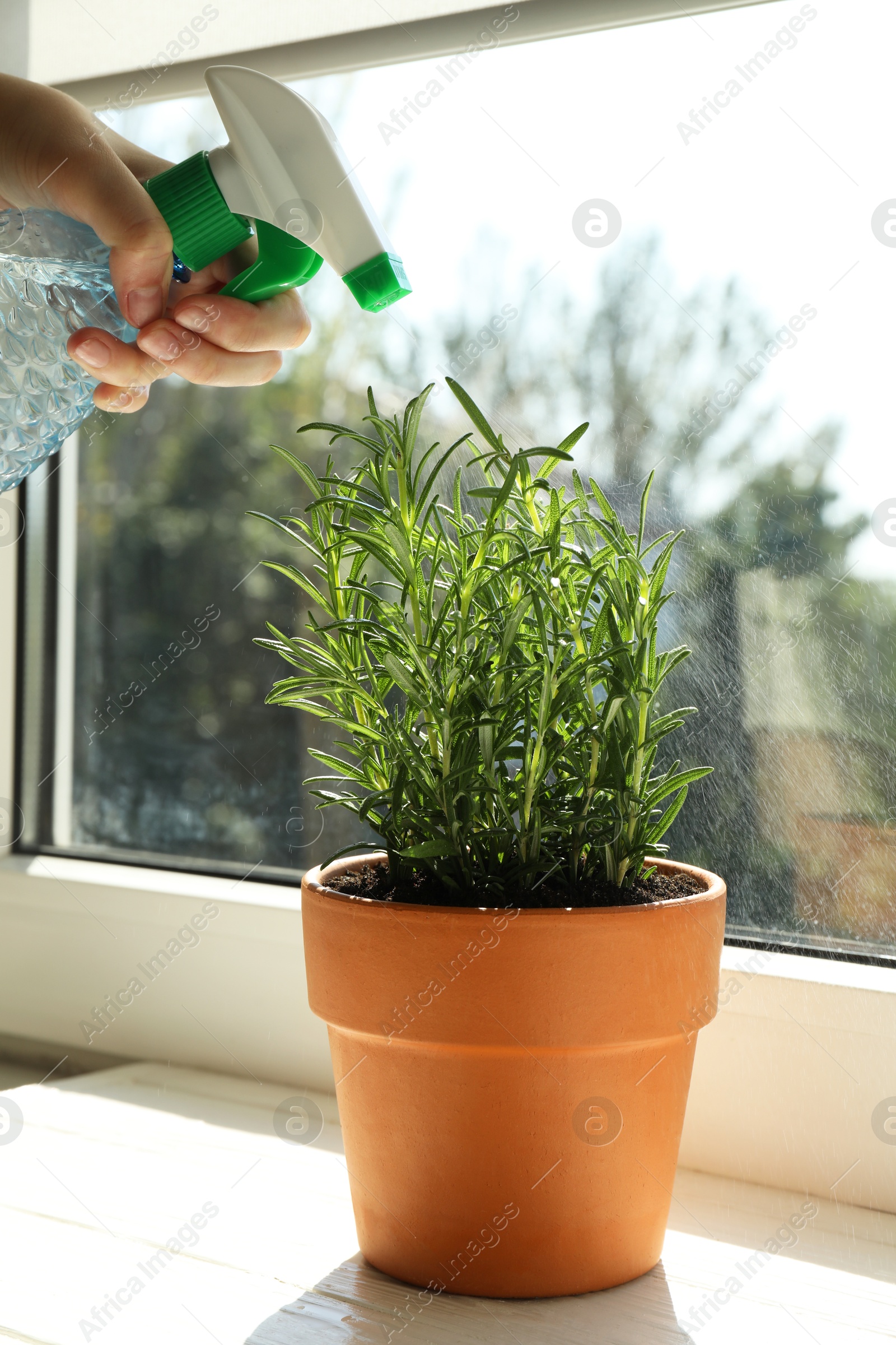 Photo of Woman spraying fresh potted rosemary at windowsill, closeup. Aromatic herb