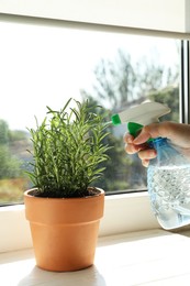 Photo of Woman spraying fresh potted rosemary at windowsill, closeup. Aromatic herb