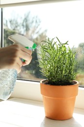 Photo of Woman spraying fresh potted rosemary at windowsill, closeup. Aromatic herb