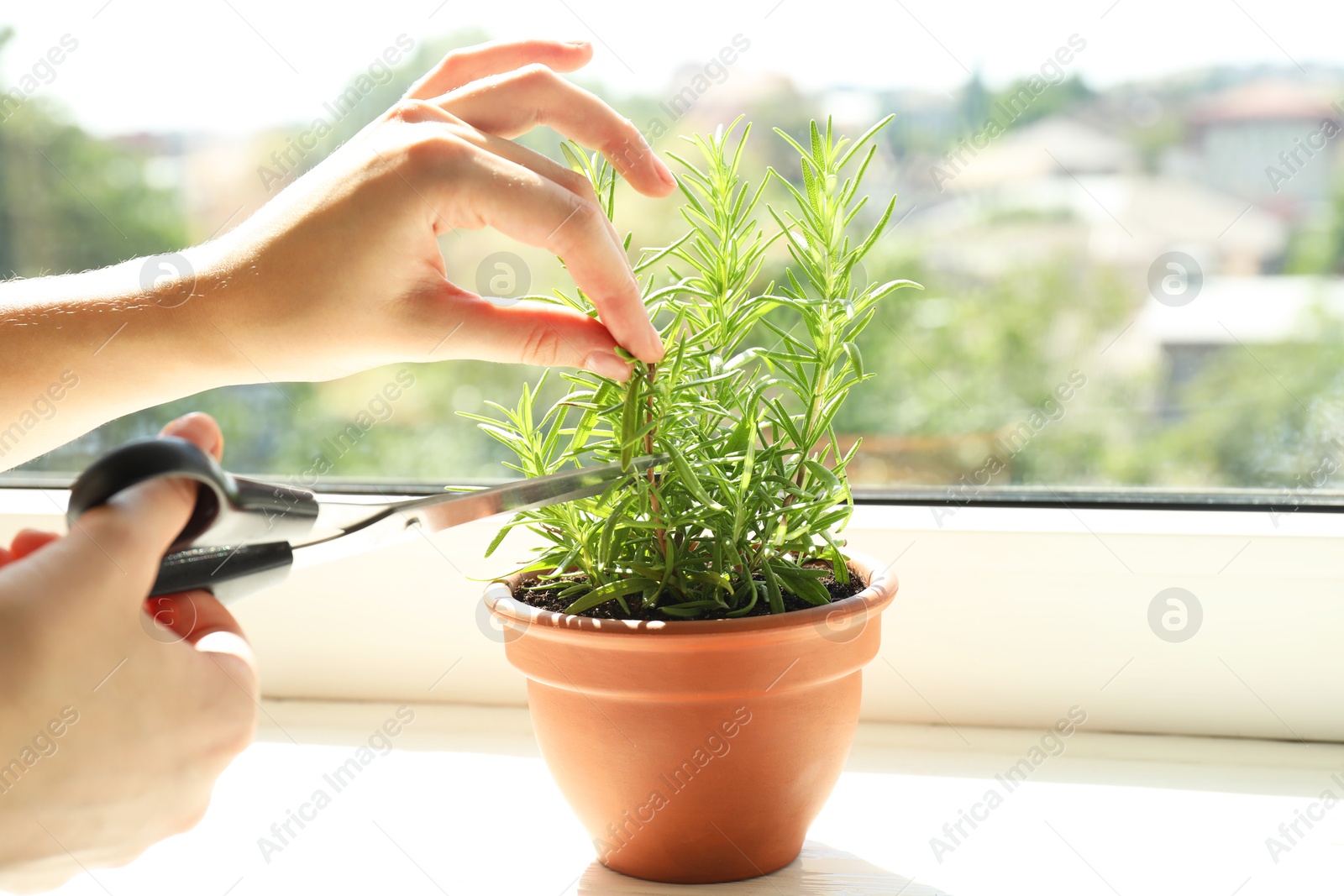 Photo of Woman cutting potted rosemary at windowsill, closeup. Aromatic herb