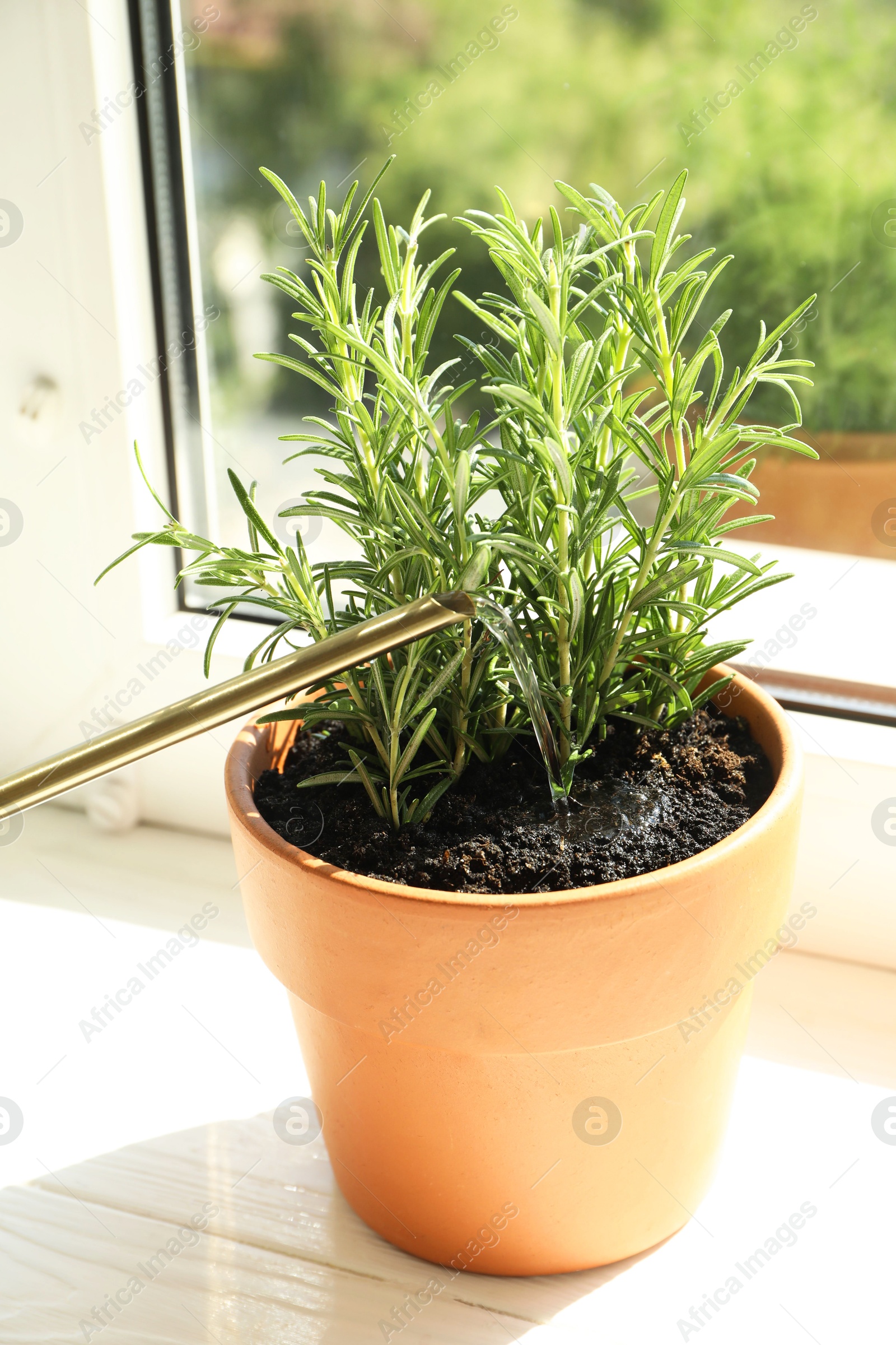 Photo of Fresh rosemary plant growing in pot on windowsill. Aromatic herb