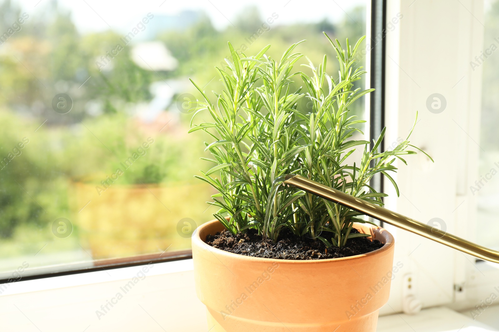 Photo of Watering potted rosemary plant near window, closeup. Aromatic herb