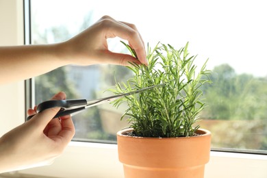 Photo of Woman cutting potted rosemary near window, closeup. Aromatic herb