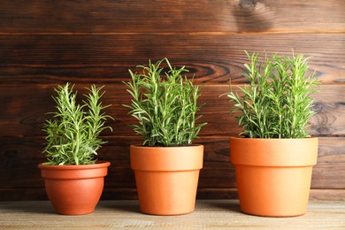 Photo of Rosemary plants growing in pots on wooden table. Aromatic herb