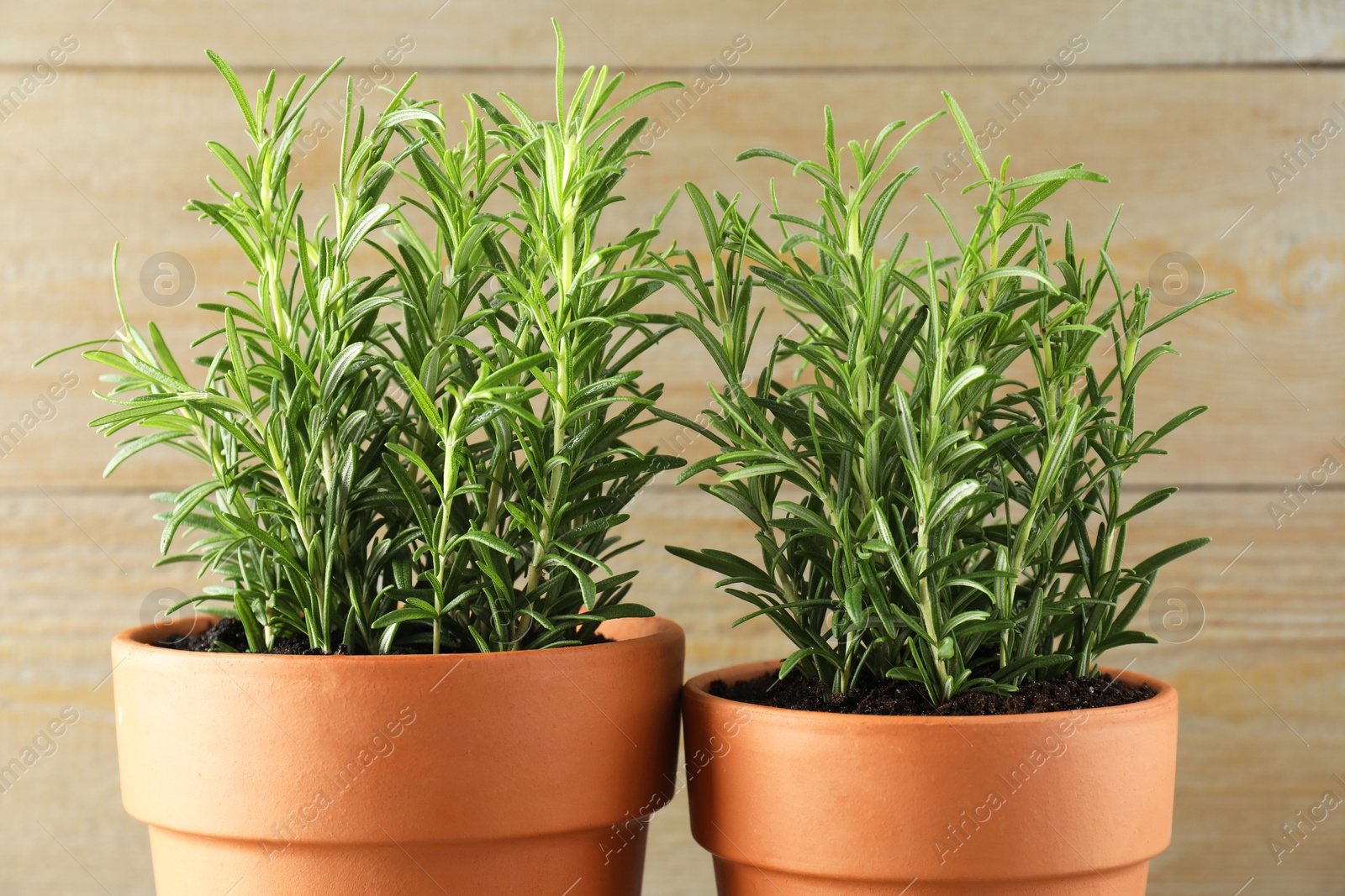 Photo of Rosemary plants growing in pots on wooden background, closeup. Aromatic herb