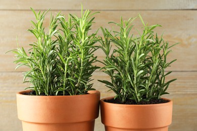 Photo of Rosemary plants growing in pots on wooden background, closeup. Aromatic herb