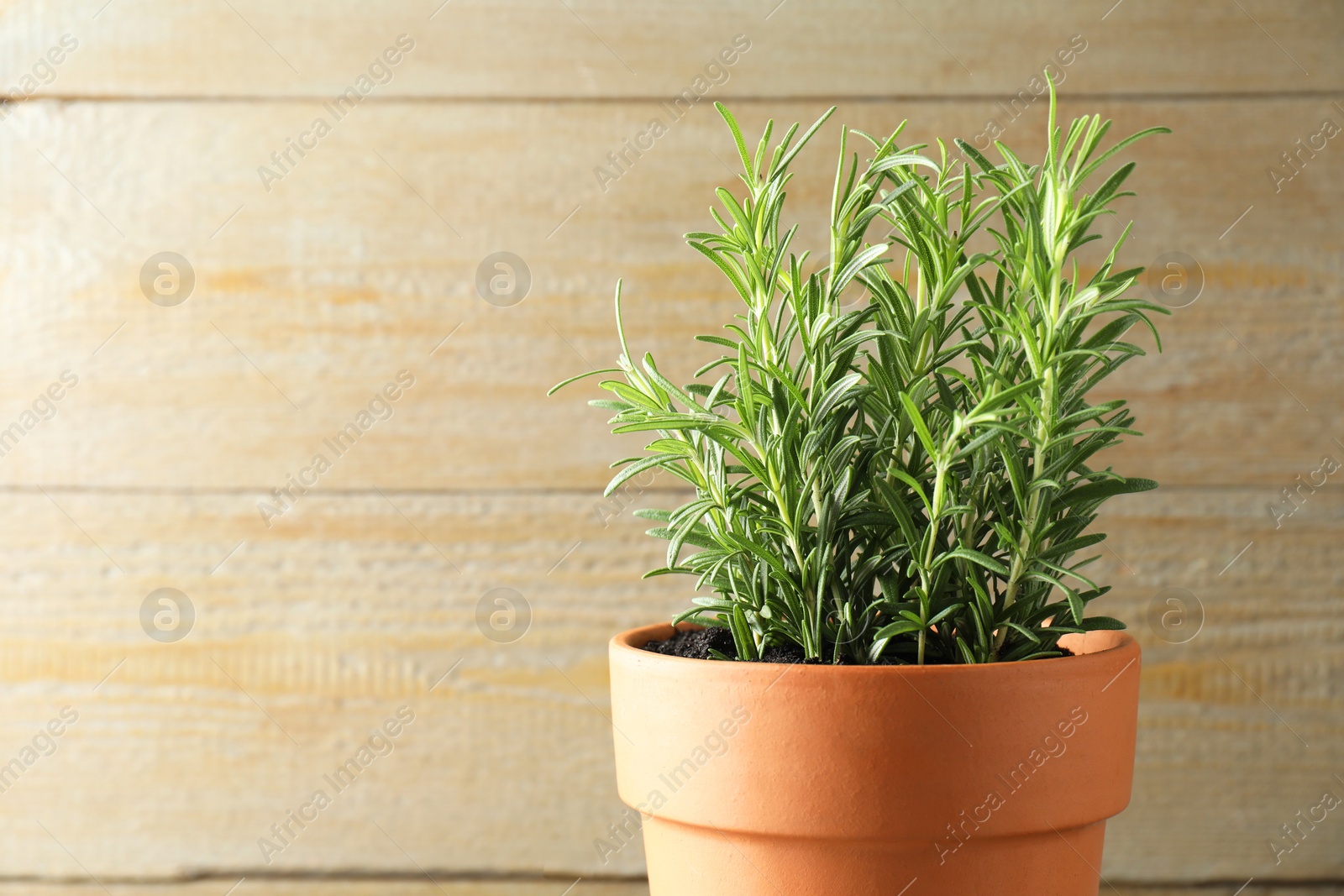 Photo of Rosemary plant growing in pot on wooden background, space for text. Aromatic herb