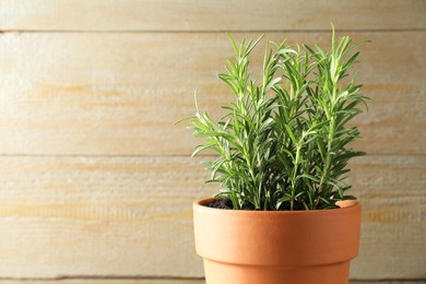 Photo of Rosemary plant growing in pot on wooden background, space for text. Aromatic herb