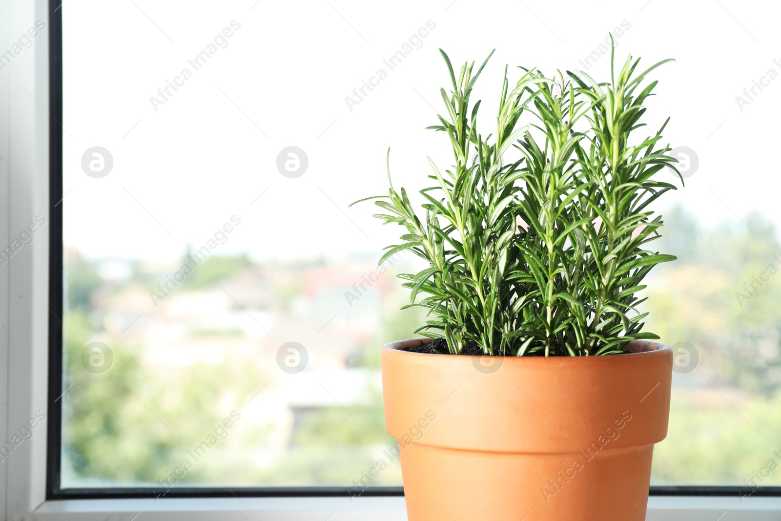 Photo of Rosemary plant growing in pot near window, space for text. Aromatic herb