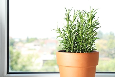 Photo of Rosemary plant growing in pot near window, space for text. Aromatic herb