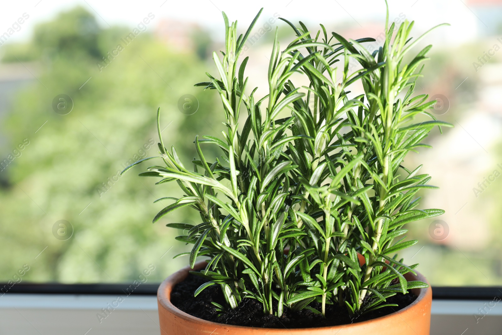 Photo of Rosemary plant growing in pot near window, closeup. Aromatic herb