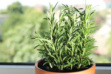 Photo of Rosemary plant growing in pot near window, closeup. Aromatic herb