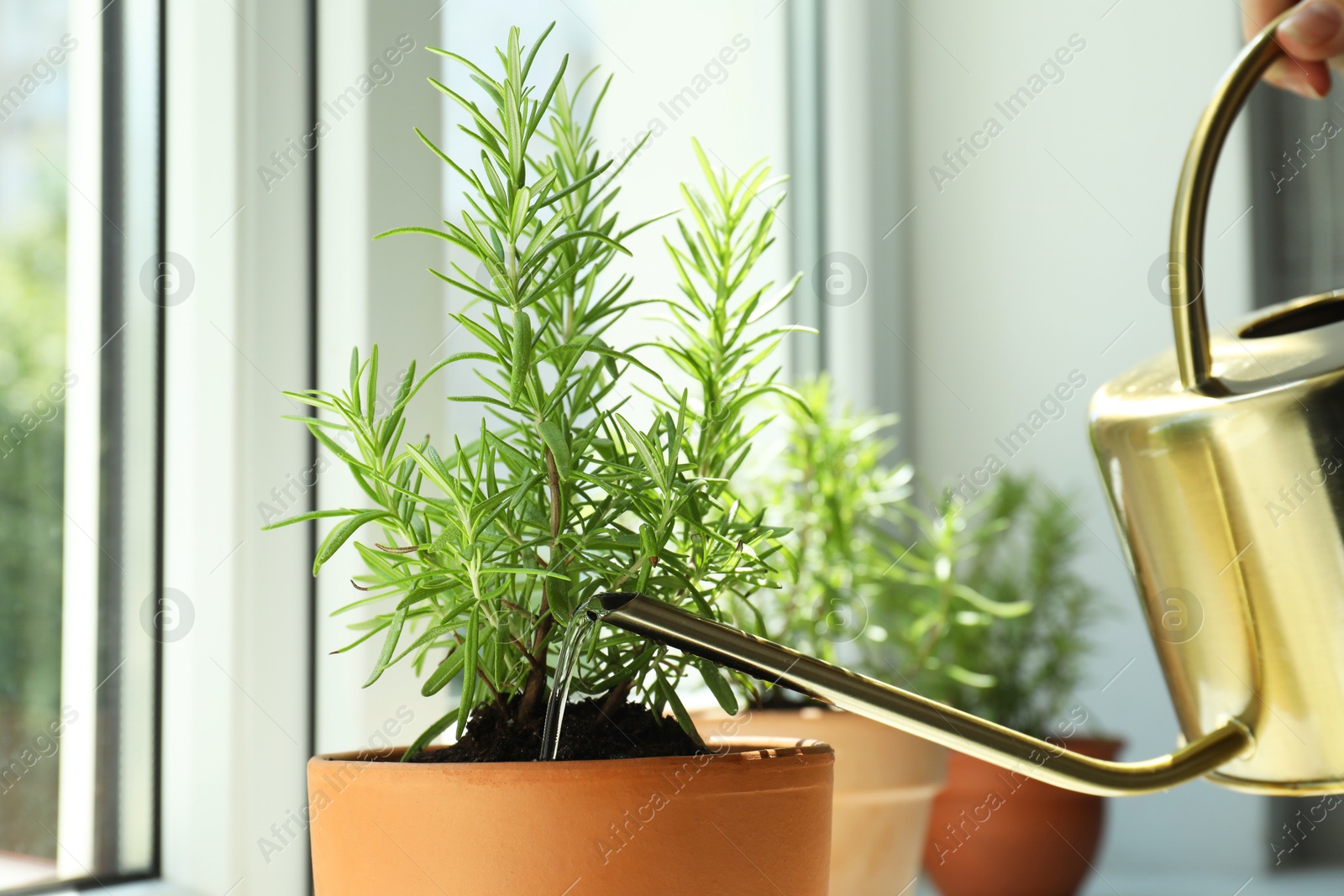 Photo of Woman watering aromatic green rosemary at windowsill, closeup