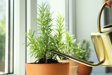 Photo of Woman watering aromatic green rosemary at windowsill, closeup