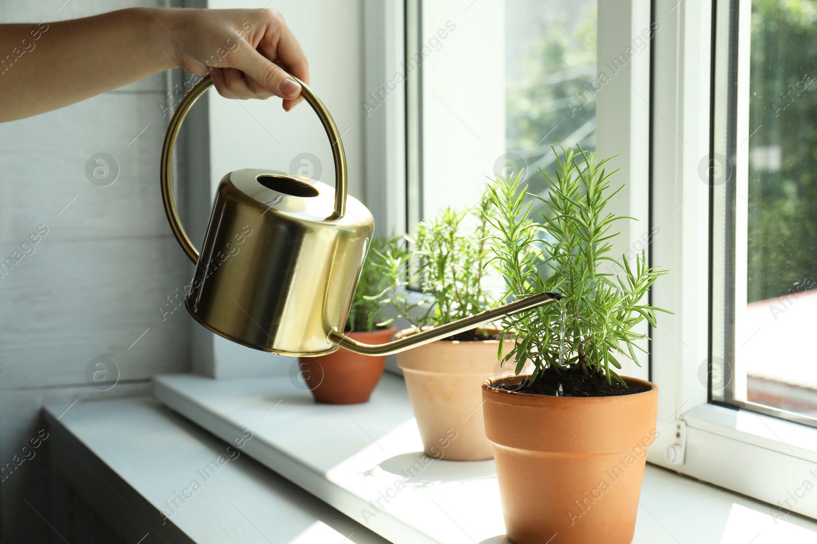 Photo of Woman watering aromatic green rosemary at windowsill, closeup