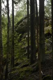 Photo of Beautiful view of forest with many trees and stones