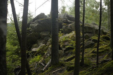 Photo of Beautiful view of forest with many trees and stones