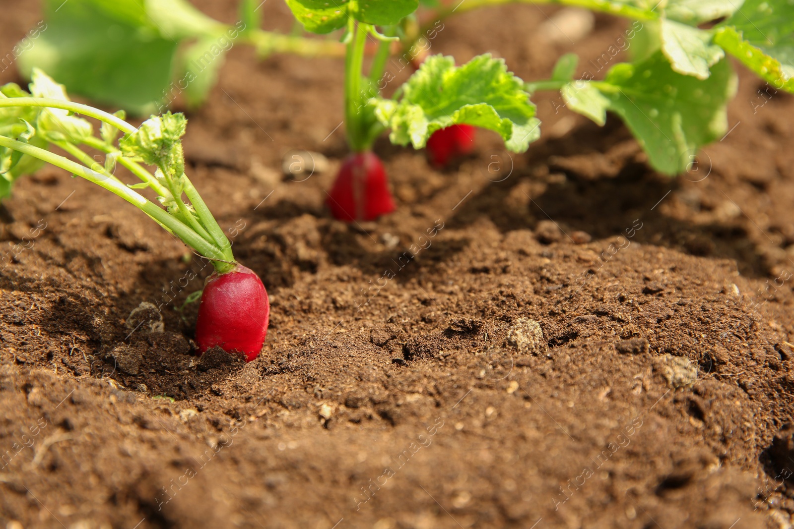 Photo of Organic radishes growing in garden on sunny day