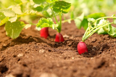 Organic radishes growing in garden on sunny day